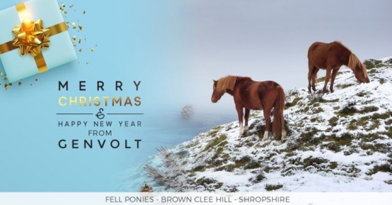 Fell Ponies Clee Hill Shropshire